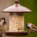 Two birds and a food trough  screen for extension Chrome web store in OffiDocs Chromium