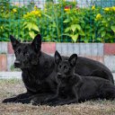 Two black dogs with pricked ears  screen for extension Chrome web store in OffiDocs Chromium