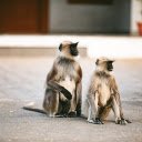 Two Black Faced Monkeys  screen for extension Chrome web store in OffiDocs Chromium