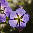 Two blue flowers  screen for extension Chrome web store in OffiDocs Chromium