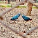 Two blue parrots  screen for extension Chrome web store in OffiDocs Chromium