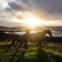 Two brown horses  screen for extension Chrome web store in OffiDocs Chromium