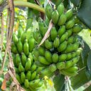 Two bunches of banana leaves  screen for extension Chrome web store in OffiDocs Chromium