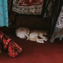 Two cats lying curled up  screen for extension Chrome web store in OffiDocs Chromium