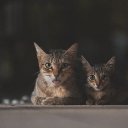 TWO CATS Theme  screen for extension Chrome web store in OffiDocs Chromium