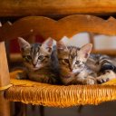 TWO CAT THEME  screen for extension Chrome web store in OffiDocs Chromium