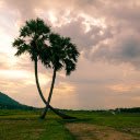 Two coconut trees  screen for extension Chrome web store in OffiDocs Chromium