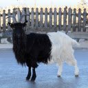 Two colored goat  screen for extension Chrome web store in OffiDocs Chromium