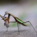 Two colored mantis  screen for extension Chrome web store in OffiDocs Chromium