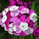 Two colored serrated flowers  screen for extension Chrome web store in OffiDocs Chromium