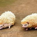 Two cream colored hedgehogs  screen for extension Chrome web store in OffiDocs Chromium