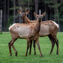 Two Deer  screen for extension Chrome web store in OffiDocs Chromium