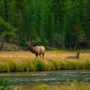 Two deer  screen for extension Chrome web store in OffiDocs Chromium