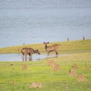 Two deer by the lake  screen for extension Chrome web store in OffiDocs Chromium