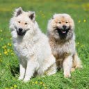 Two Dogs in a Flowery Meadow  screen for extension Chrome web store in OffiDocs Chromium