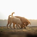 Two dogs playing in the dirt at sunset  screen for extension Chrome web store in OffiDocs Chromium