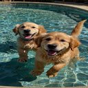 Two dogs under the lake wallpaper  screen for extension Chrome web store in OffiDocs Chromium