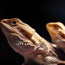 Two dragon lizards  screen for extension Chrome web store in OffiDocs Chromium