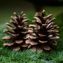 Two dried pine cones  screen for extension Chrome web store in OffiDocs Chromium