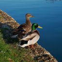 Two Ducks by the Lake  screen for extension Chrome web store in OffiDocs Chromium