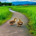 Two ducks on a field road Wallpaper  screen for extension Chrome web store in OffiDocs Chromium