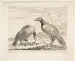 Free download Two Eagles; One Devouring a Lamb free photo or picture to be edited with GIMP online image editor