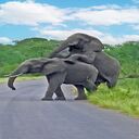 two elephants playing wallpaper  screen for extension Chrome web store in OffiDocs Chromium