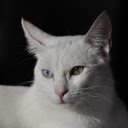 Two Eyed Cat  screen for extension Chrome web store in OffiDocs Chromium Two Eyed Cat  screen for extension Chrome web store in OffiDocs Chromium