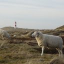 Two fat sheep  screen for extension Chrome web store in OffiDocs Chromium