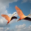 Two flamingos  screen for extension Chrome web store in OffiDocs Chromium