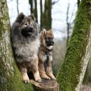 Two furry dogs  screen for extension Chrome web store in OffiDocs Chromium