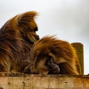 Two furry monkey  screen for extension Chrome web store in OffiDocs Chromium