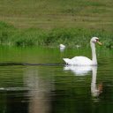 Two geese by the lake  screen for extension Chrome web store in OffiDocs Chromium