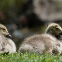 Two geese on the grass  screen for extension Chrome web store in OffiDocs Chromium