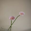 two gerbera daisies wallpaper  screen for extension Chrome web store in OffiDocs Chromium