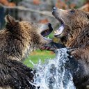 Two giant bears  screen for extension Chrome web store in OffiDocs Chromium