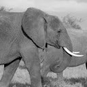 Two giant elephants  screen for extension Chrome web store in OffiDocs Chromium