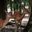 Two Golden Deer  screen for extension Chrome web store in OffiDocs Chromium