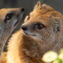 Two gray civets  screen for extension Chrome web store in OffiDocs Chromium