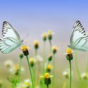 Two Green Butterflies on Flower Branch Theme  screen for extension Chrome web store in OffiDocs Chromium