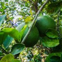 Two green oranges  screen for extension Chrome web store in OffiDocs Chromium