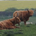 Two Highland Cows  screen for extension Chrome web store in OffiDocs Chromium