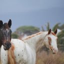 Two horses  screen for extension Chrome web store in OffiDocs Chromium