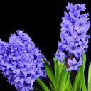 Two hyacinths  screen for extension Chrome web store in OffiDocs Chromium