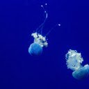 Two jellyfish  screen for extension Chrome web store in OffiDocs Chromium