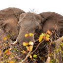 Two large elephant ears  screen for extension Chrome web store in OffiDocs Chromium