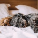 Two lazy dogs  screen for extension Chrome web store in OffiDocs Chromium