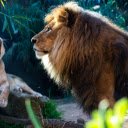 Two lions  screen for extension Chrome web store in OffiDocs Chromium