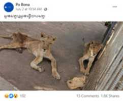 Téléchargement gratuit de deux lions au Soudan faussement revendiqués au Cambodge photo ou image gratuite à éditer avec l'éditeur d'images en ligne GIMP