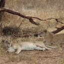 Two Lions Under the Tree  screen for extension Chrome web store in OffiDocs Chromium